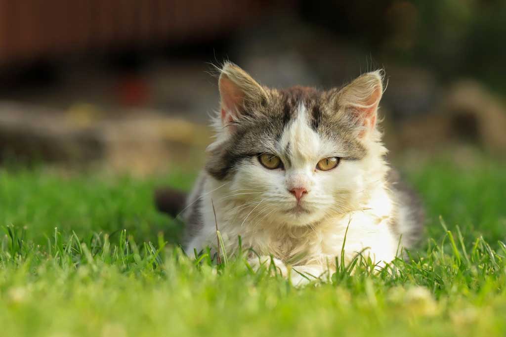 catyu_1x.jpg