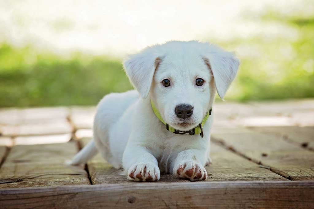 dog253_1x.jpg