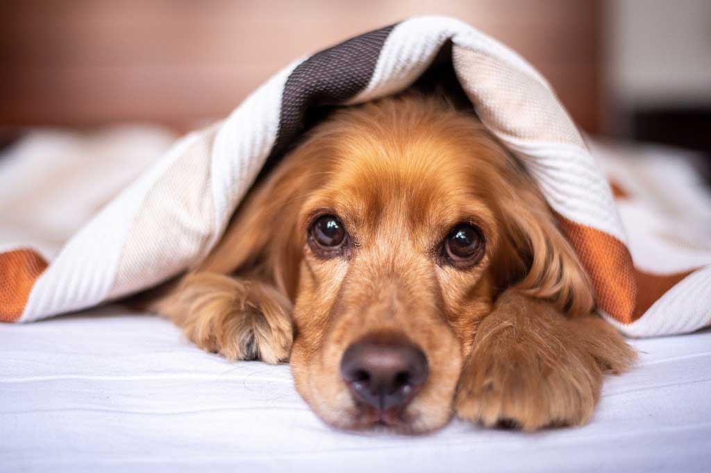 dog255_1x.jpg