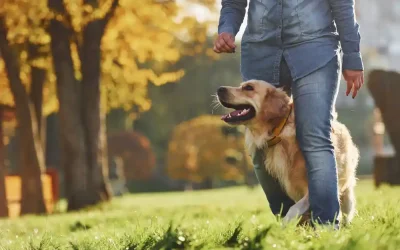 Köpek Eğitiminin Faydaları