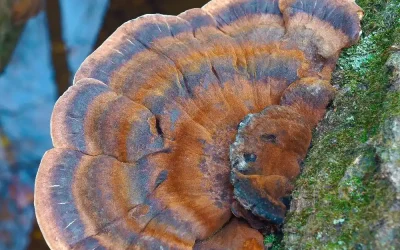Yan Etkileri: Reishi Mantarını Kullanırken Dikkat Edilmesi Gerekenler